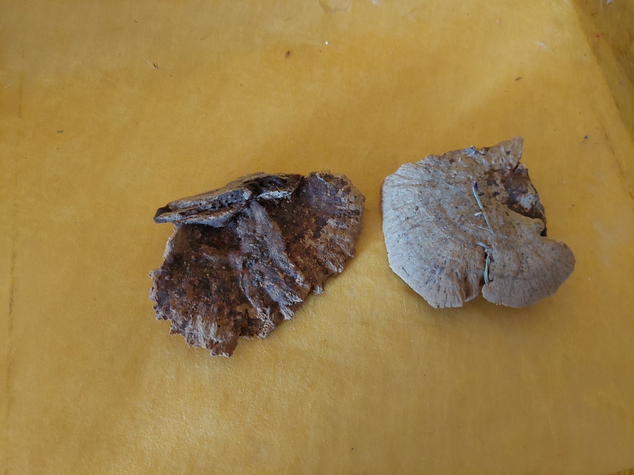 Baumschwämme getrocknet - Mein Stil - Floristik Dekorationen und Handarbeit