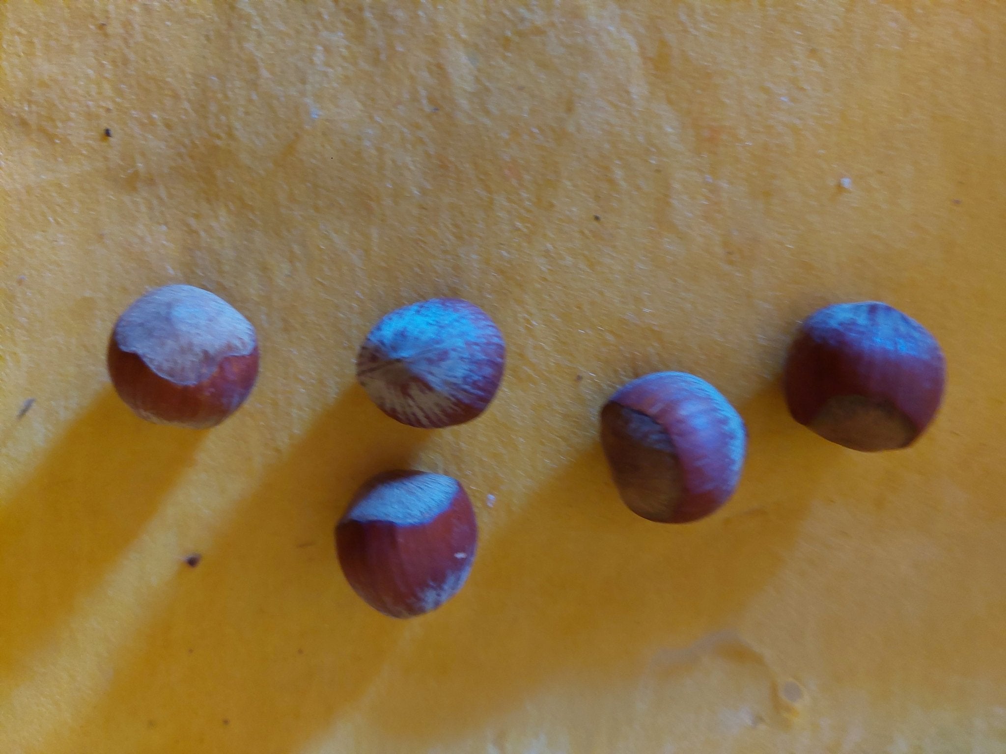 "Deko" - Haselnüsse 5er Pack - Mein Stil - Floristik Dekorationen und Handarbeit