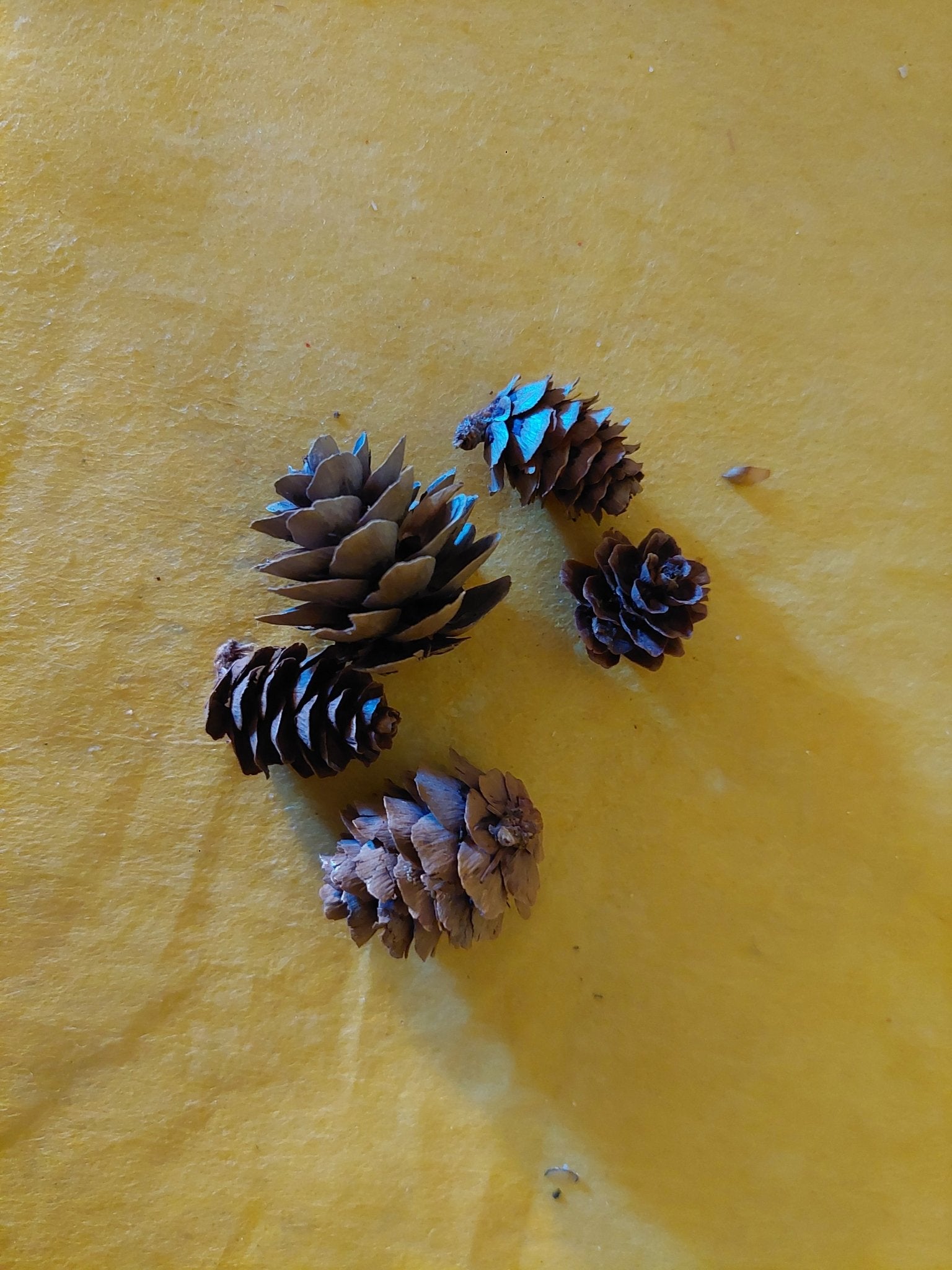 "Deko" - Lärchenzapfen im 10er Pack - Mein Stil - Floristik Dekorationen und Handarbeit