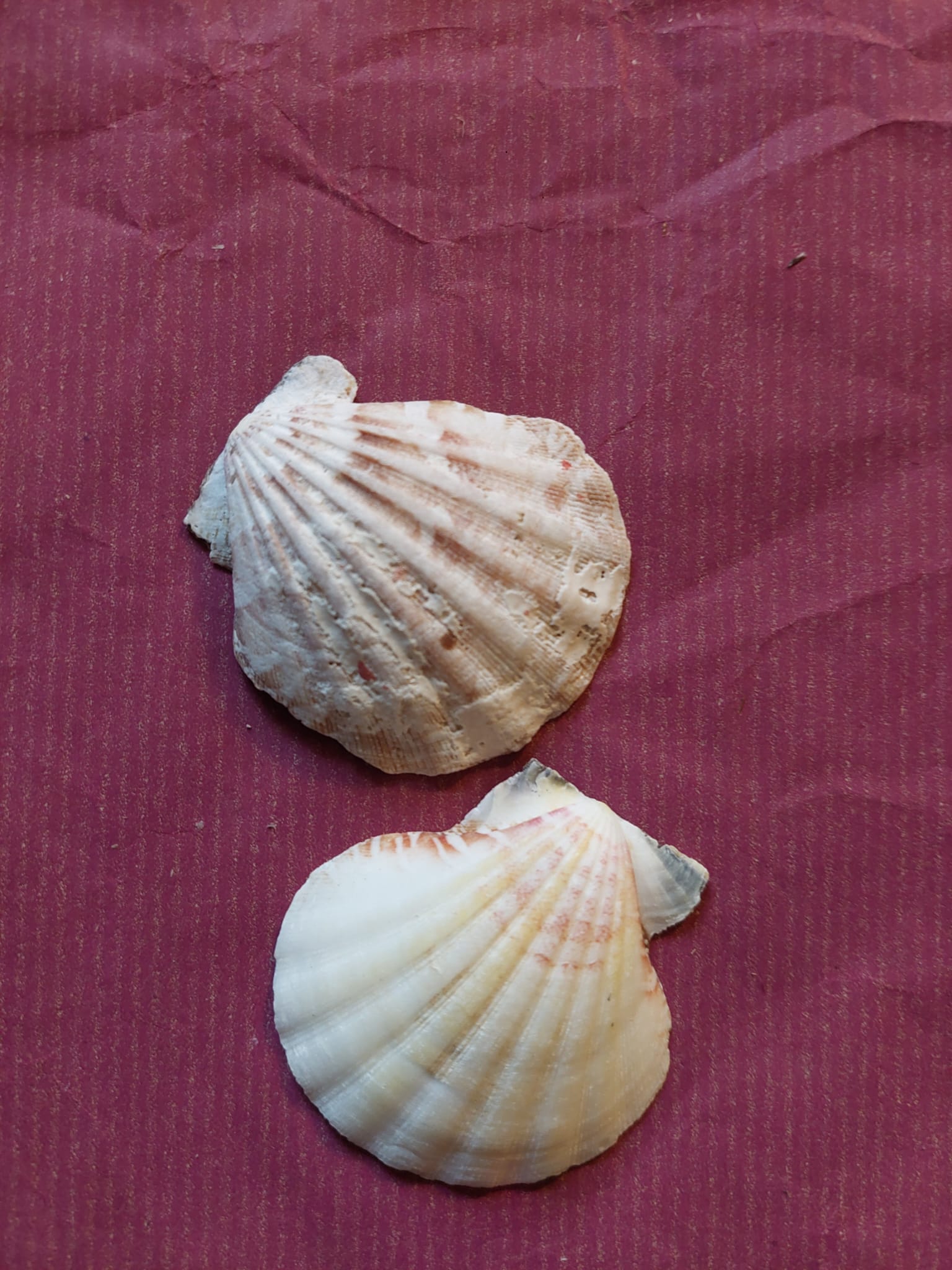 Deko - Muscheln - Mein Stil - Floristik Dekorationen und Handarbeit