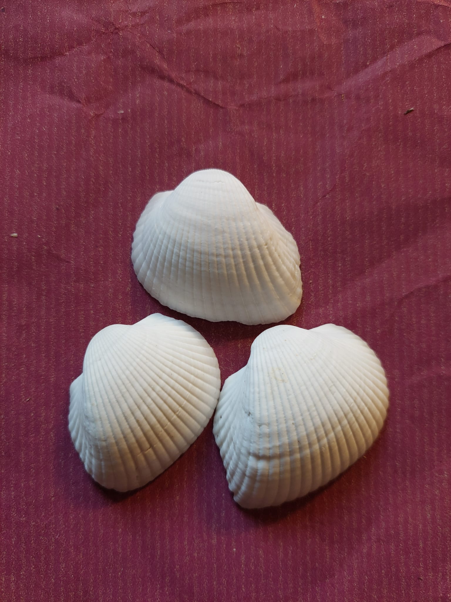 Deko - Muscheln - Mein Stil - Floristik Dekorationen und Handarbeit