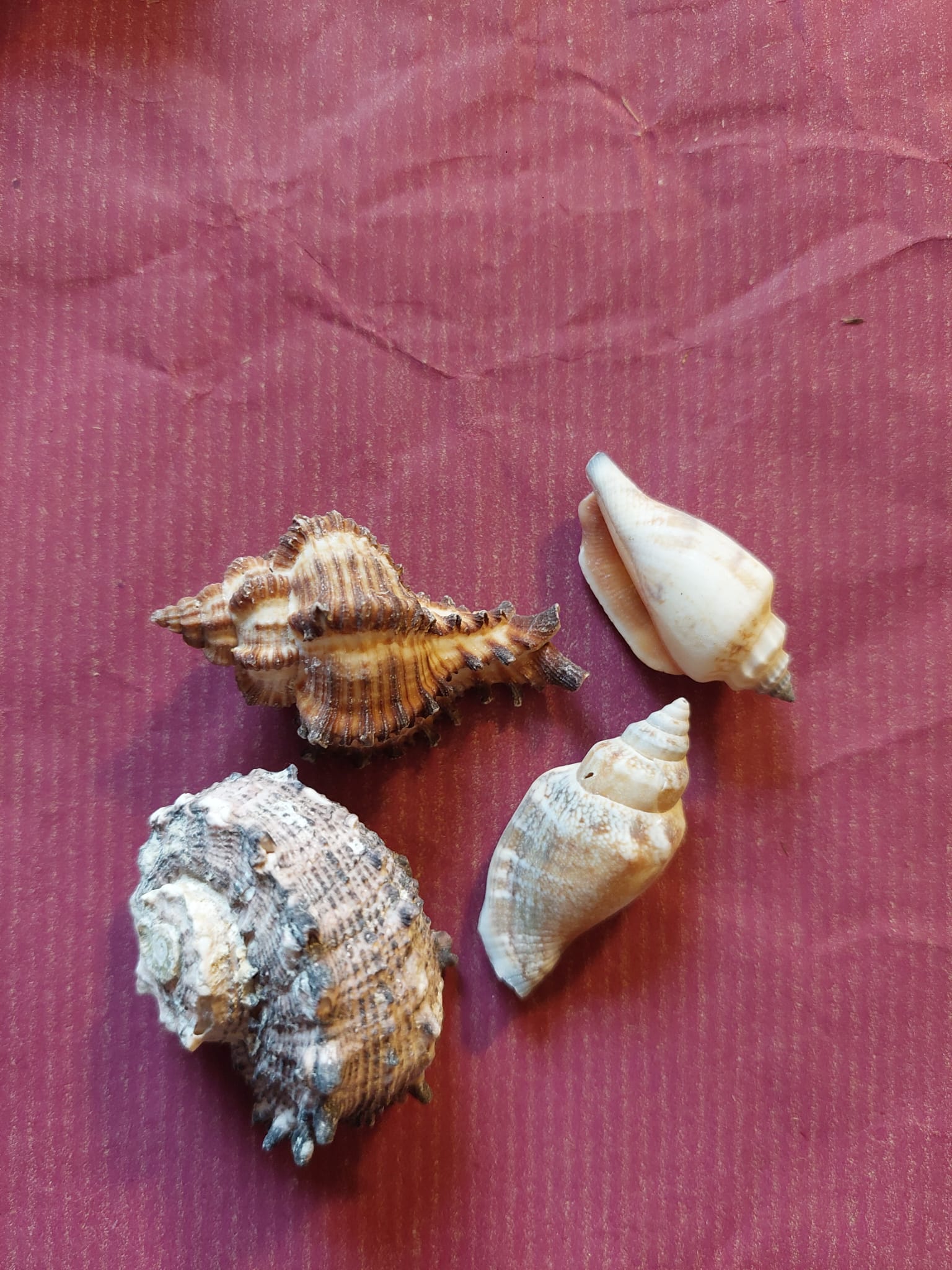 Deko - Schneckenmuscheln - Mein Stil - Floristik Dekorationen und Handarbeit