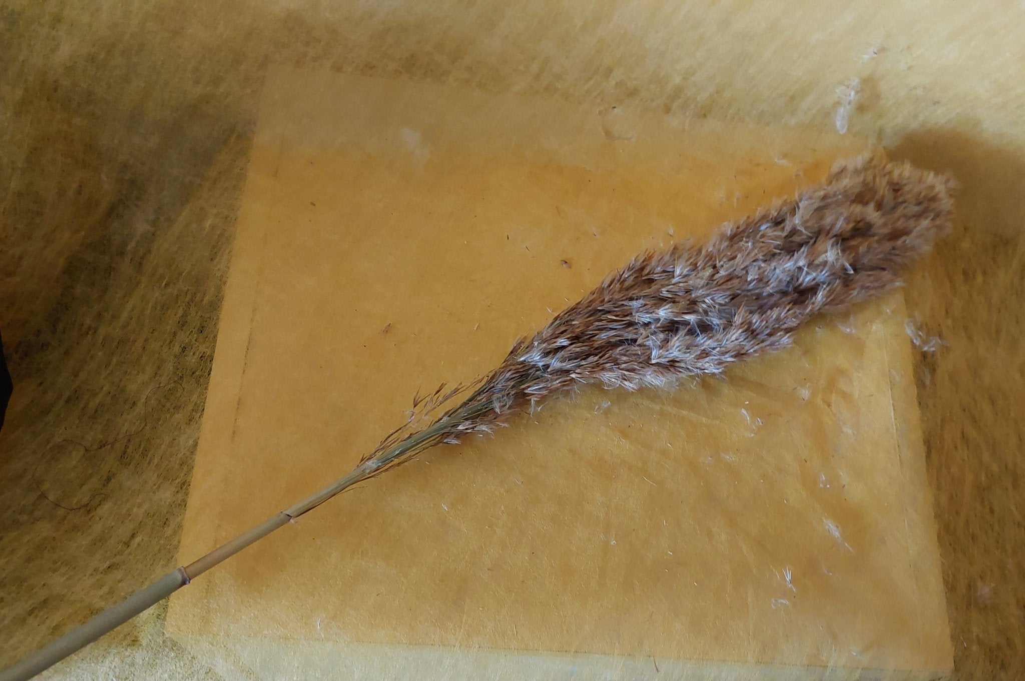 Deko - Wildgras getrocknet 75 cm Länge - Mein Stil - Floristik Dekorationen und Handarbeit