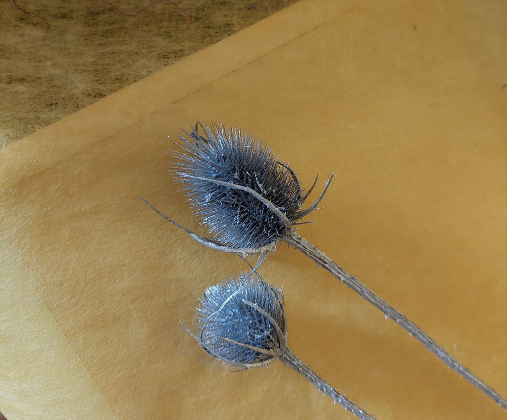 Kardendistel getrocknet silber 55cm Länge - Mein Stil - Floristik Dekorationen und Handarbeit