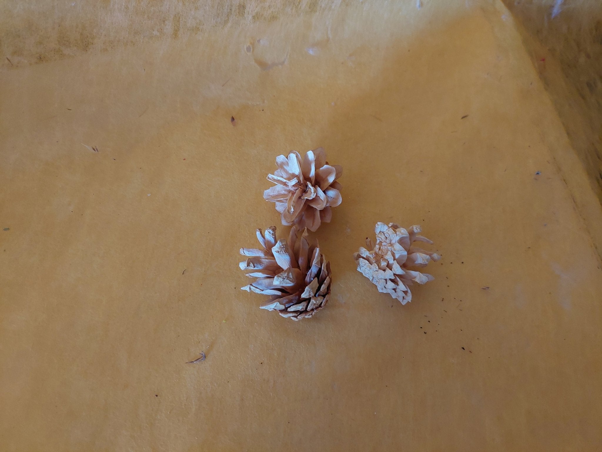 Kiefernzapfen gebleicht - Mein Stil - Floristik Dekorationen und Handarbeit