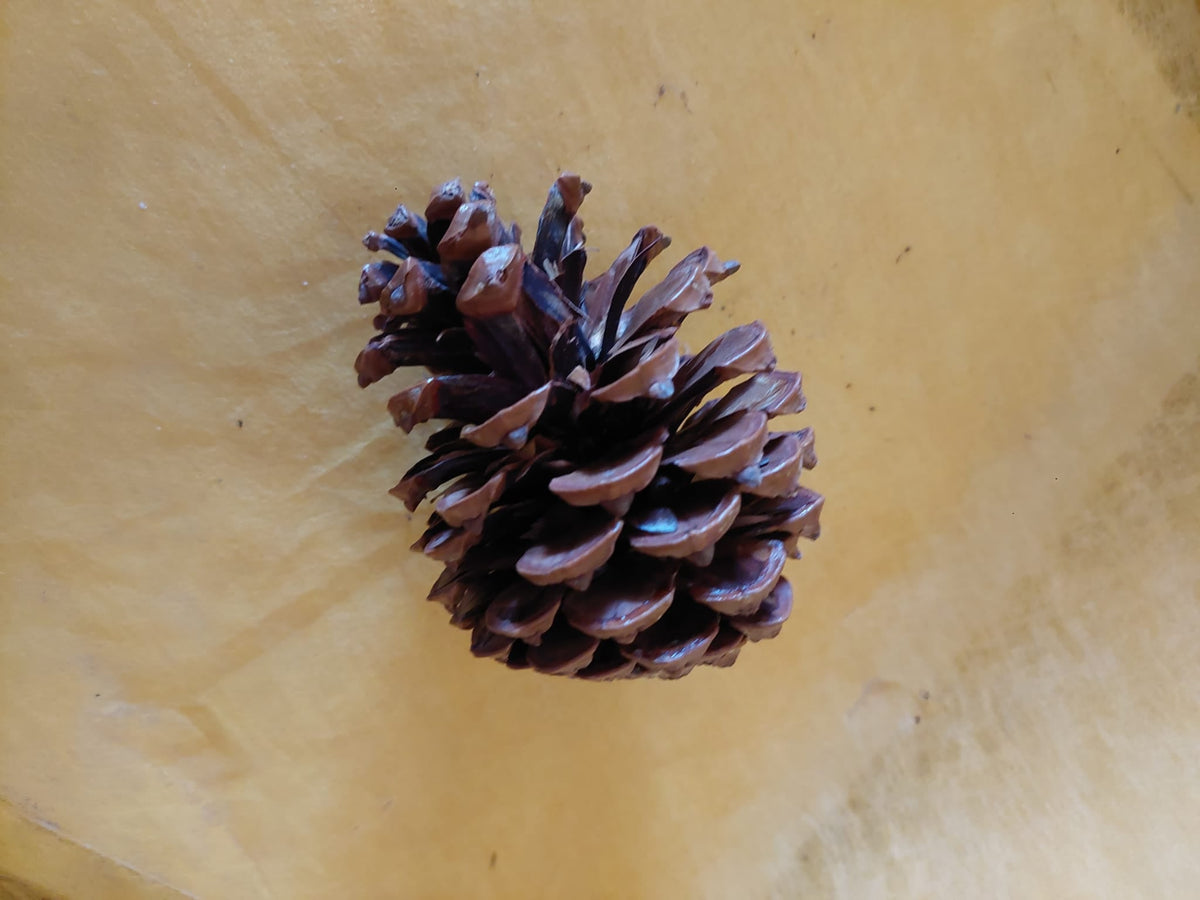 Kiefernzapfen Groß - Mein Stil - Floristik Dekorationen und Handarbeit