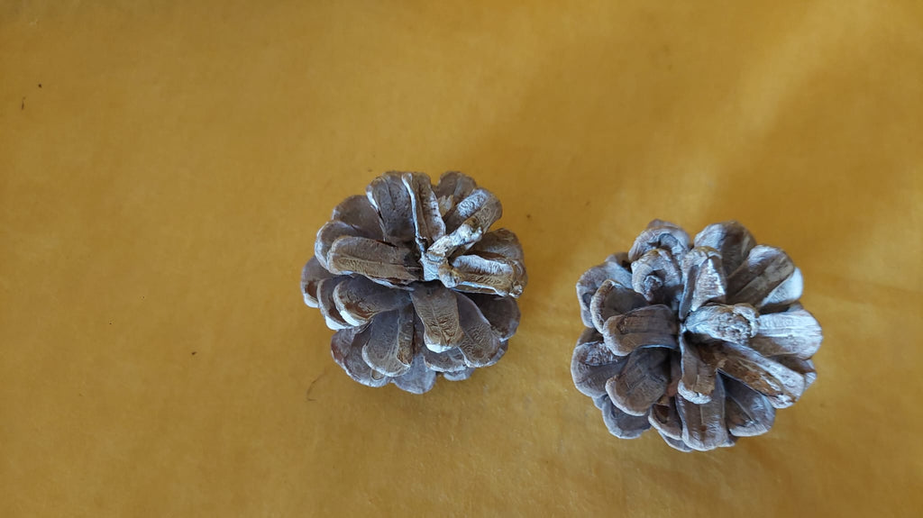 Kiefernzapfen - Mein Stil - Floristik Dekorationen und Handarbeit