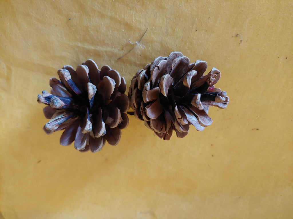 Kiefernzapfen - Mein Stil - Floristik Dekorationen und Handarbeit