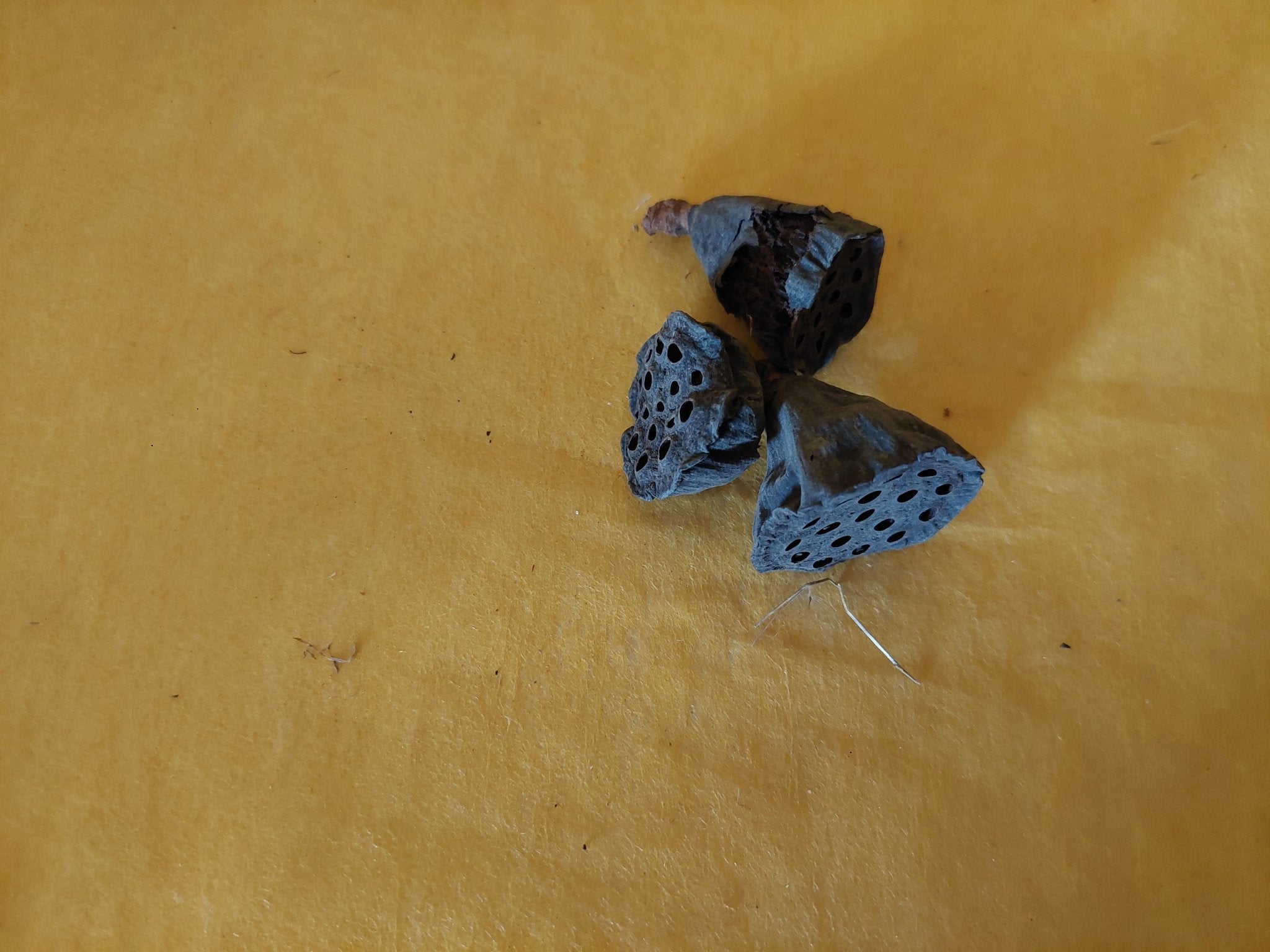 Lotoskapseln mini - Mein Stil - Floristik Dekorationen und Handarbeit