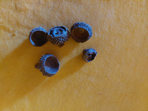 "Deko"-Eichelhütchen im 10er Pack